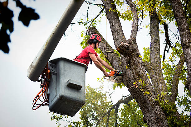 Best Tree Care Services  in Durham, NC